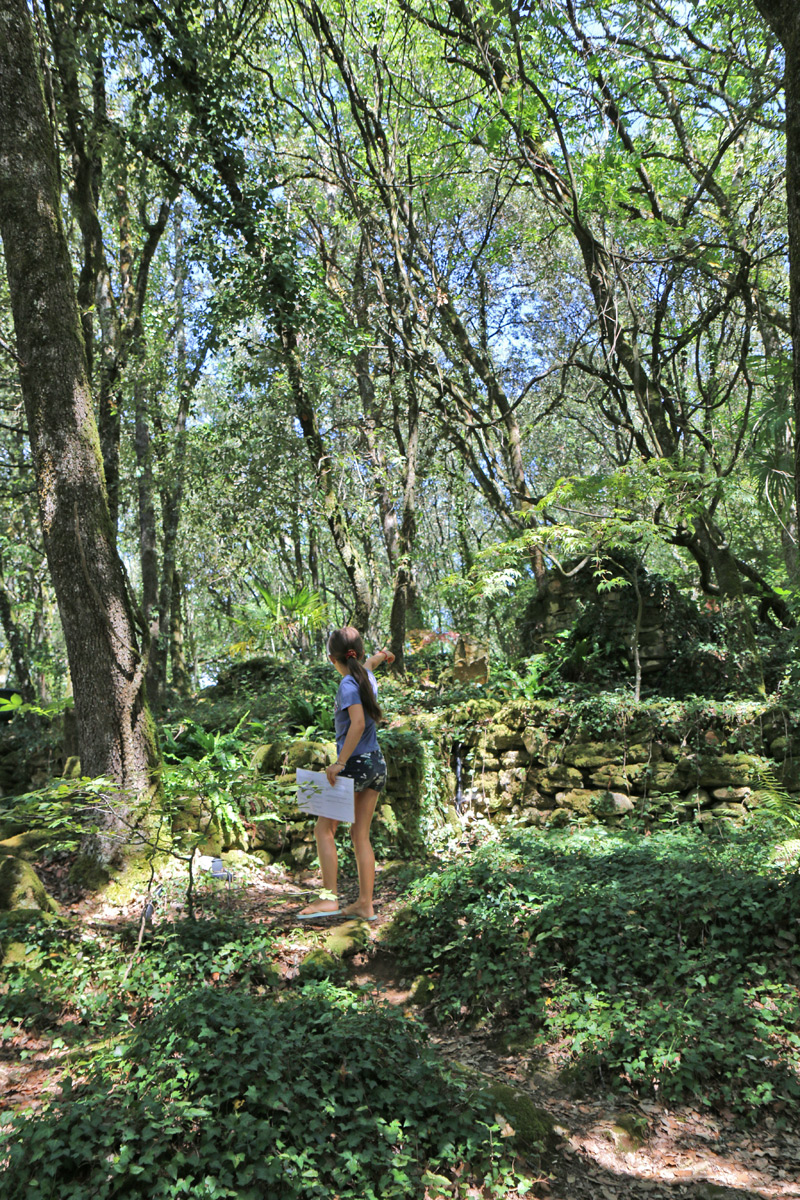 forest