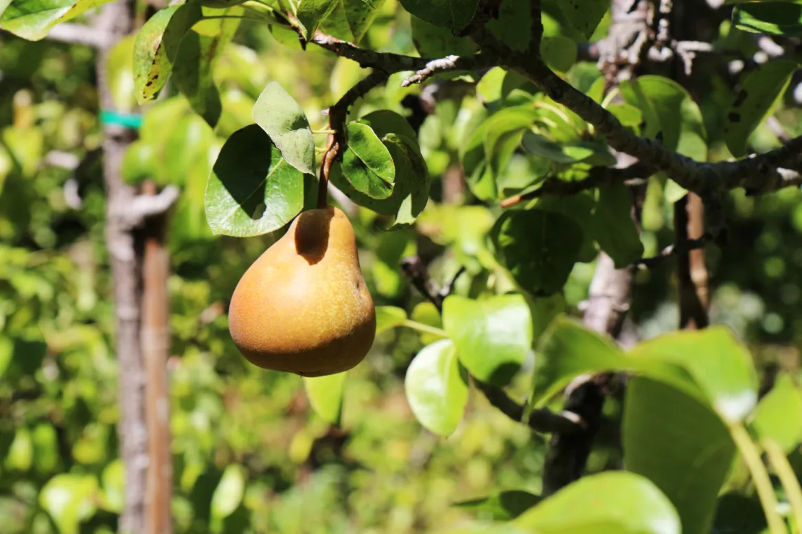 Pear