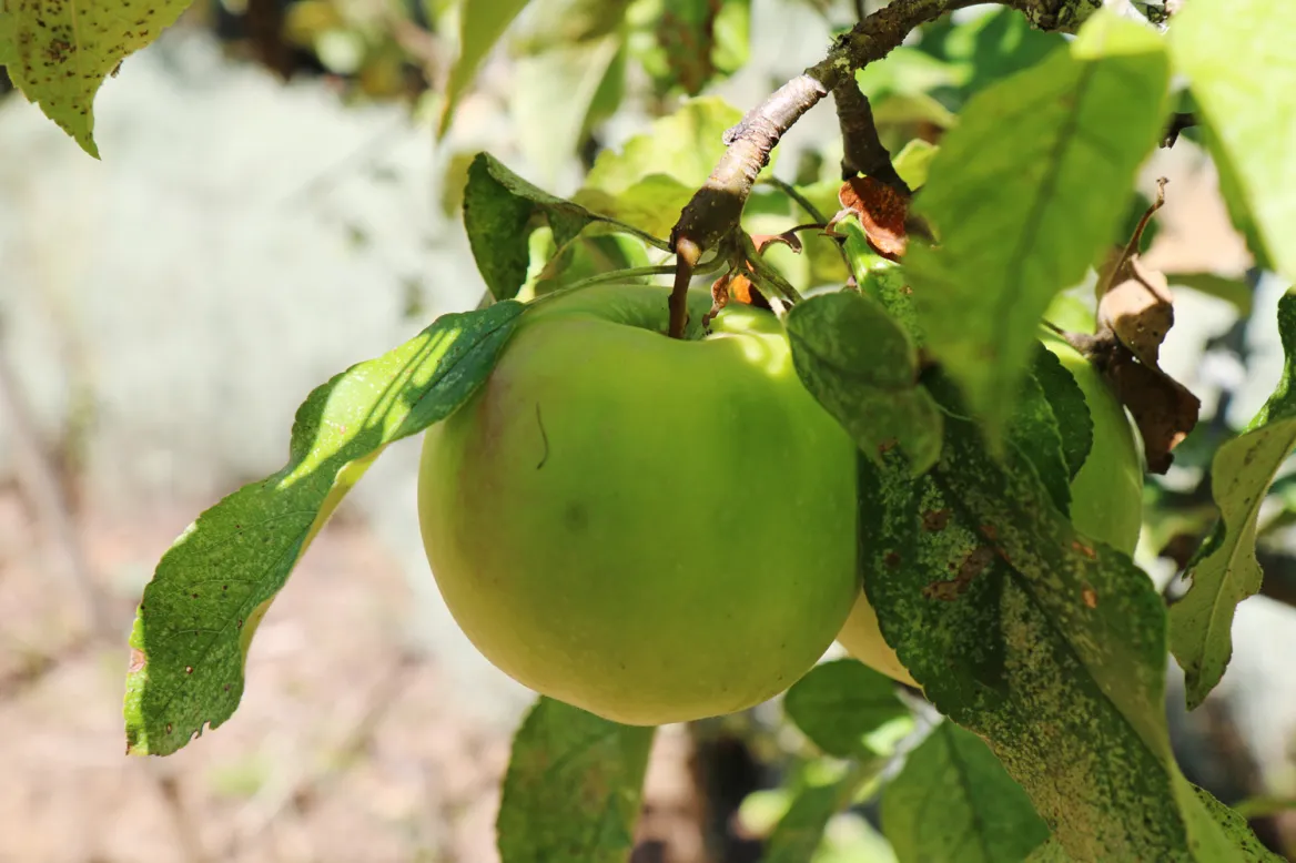 Apple
