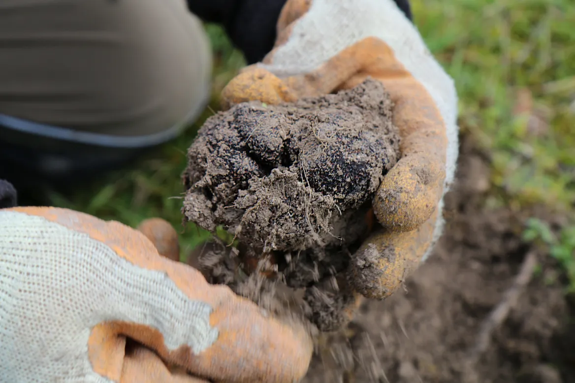The Périgord Truffle
