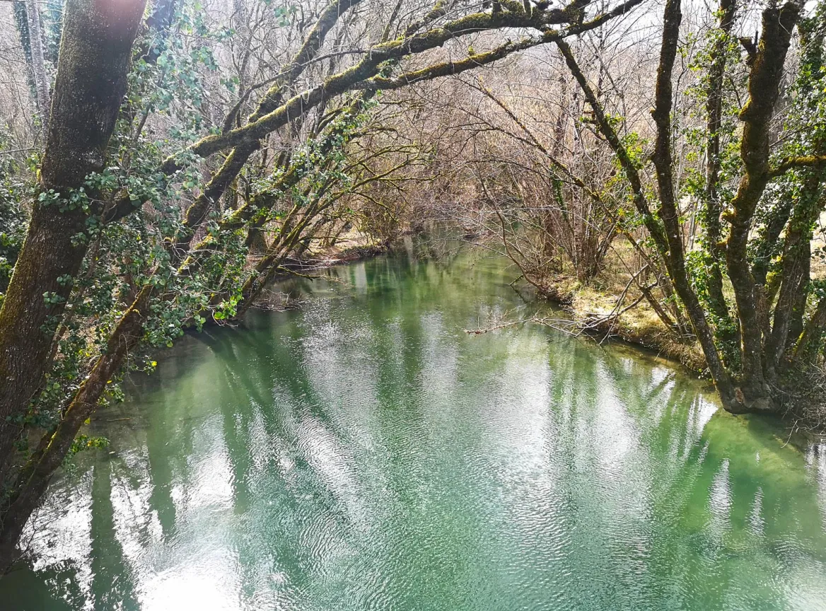 The Coly