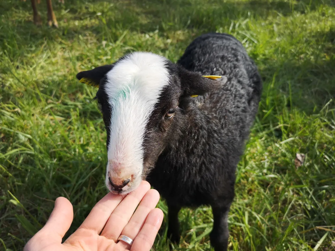 Lamb Périgord