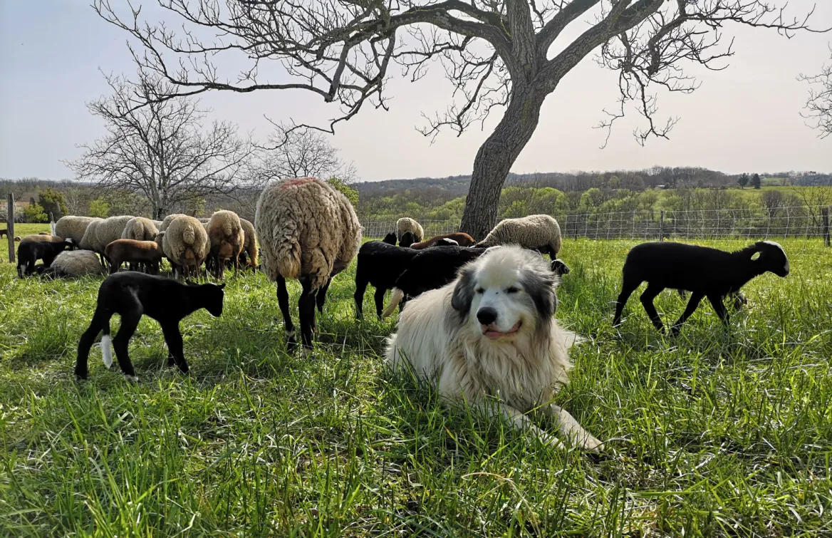Sheep grazing