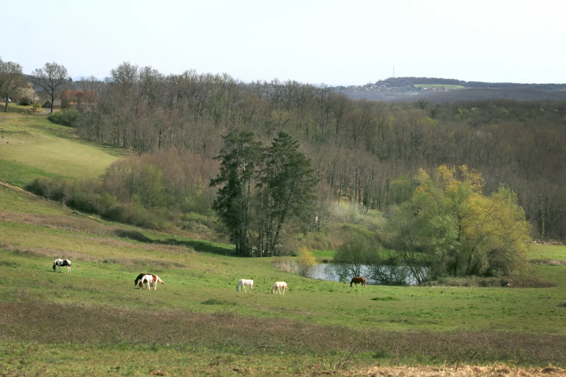 Dordogne horses