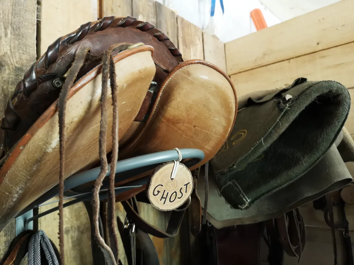 Horse in Périgord