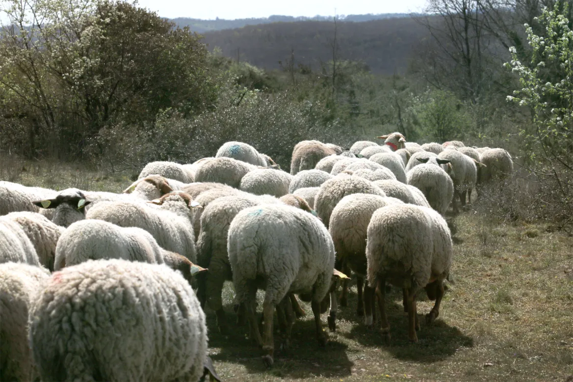 Mouton Dordogne