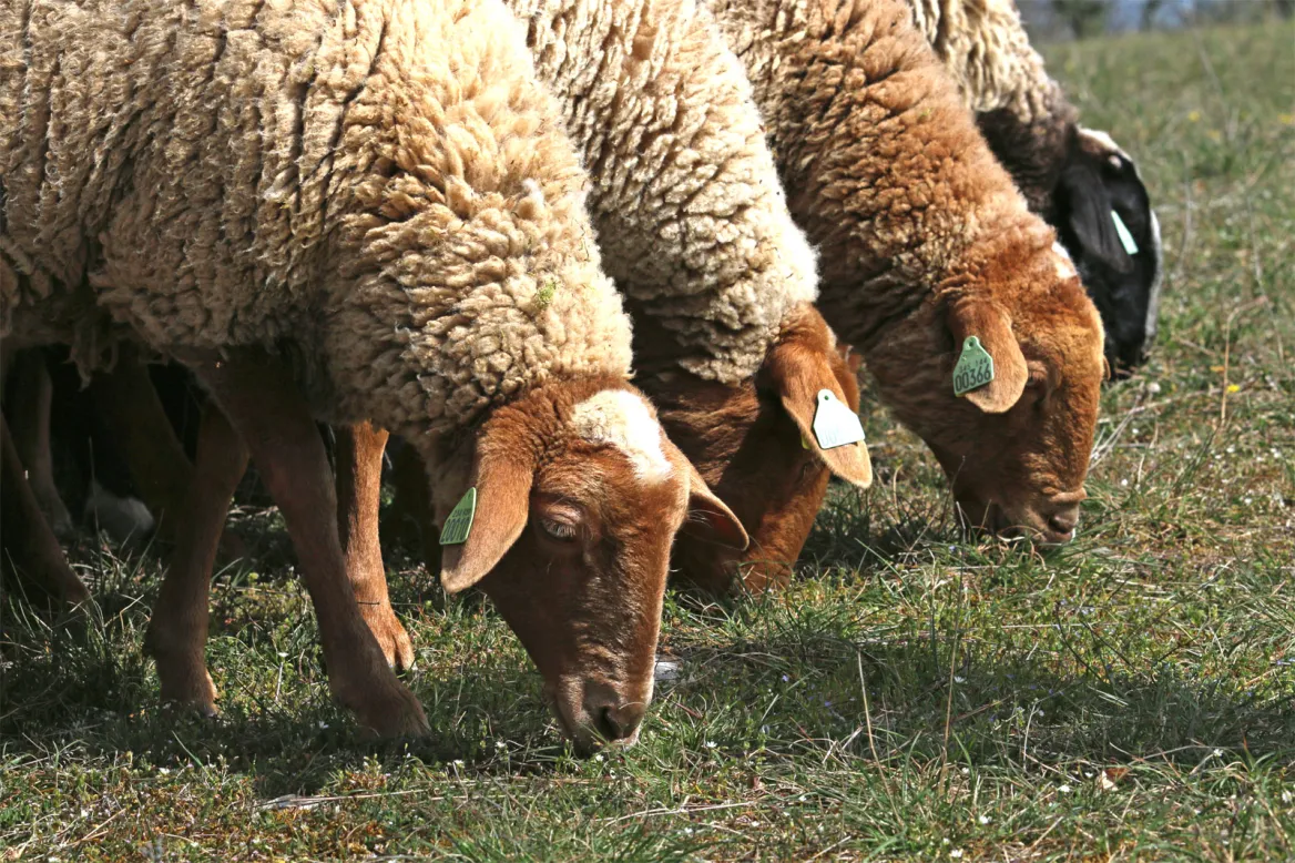 Brebis Périgord