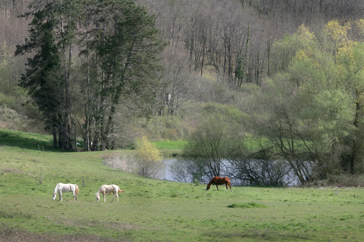 Les chevaux au prés