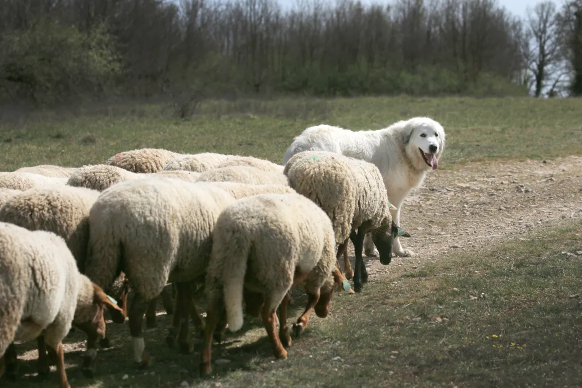 Chien de troupeau
