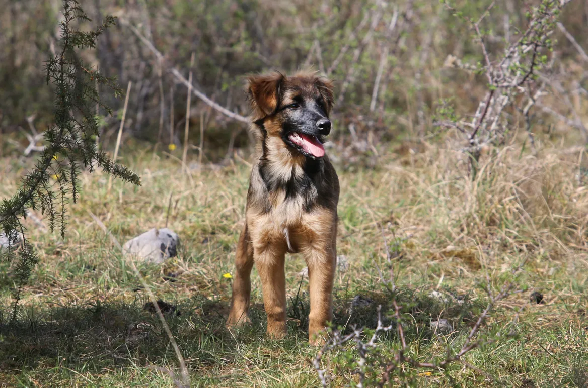 Chien de berger