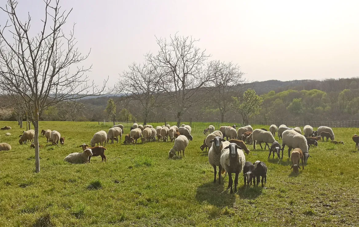 Brebis dans les noyers