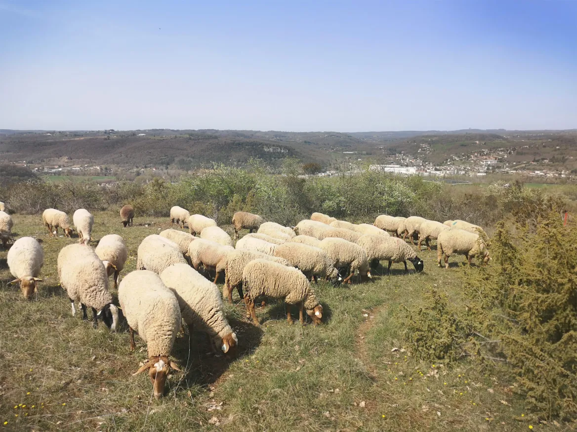 Paturages Périgord