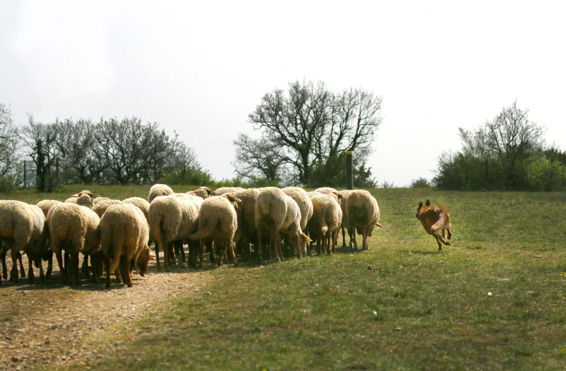 Chien de berger
