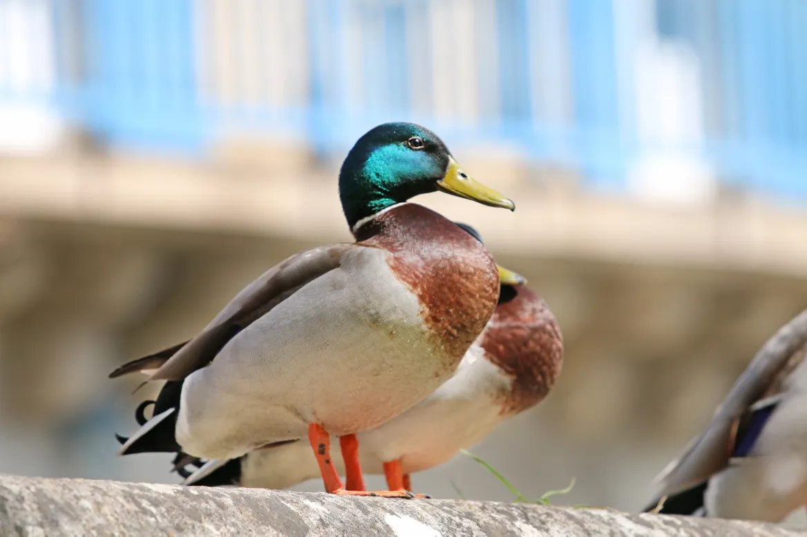 Duck