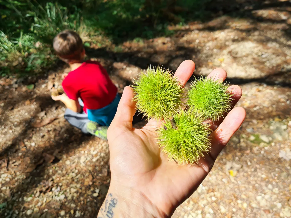 Chestnuts