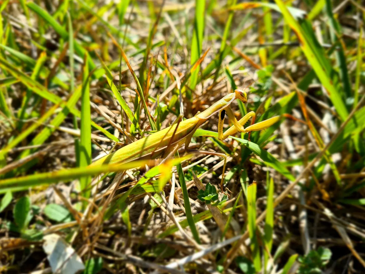 Praying mantis
