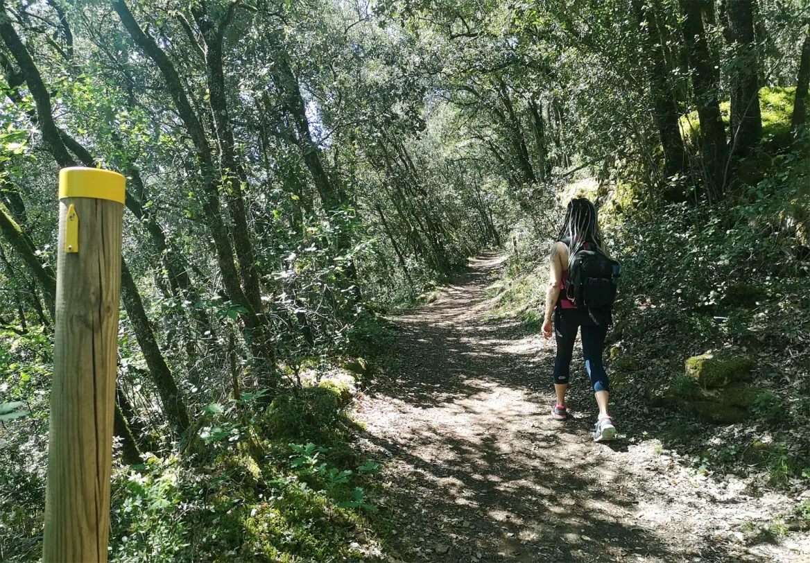 Oak forest