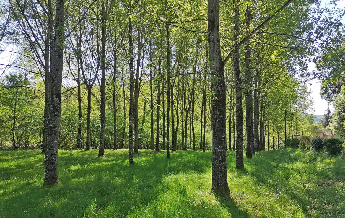 The poplar grove