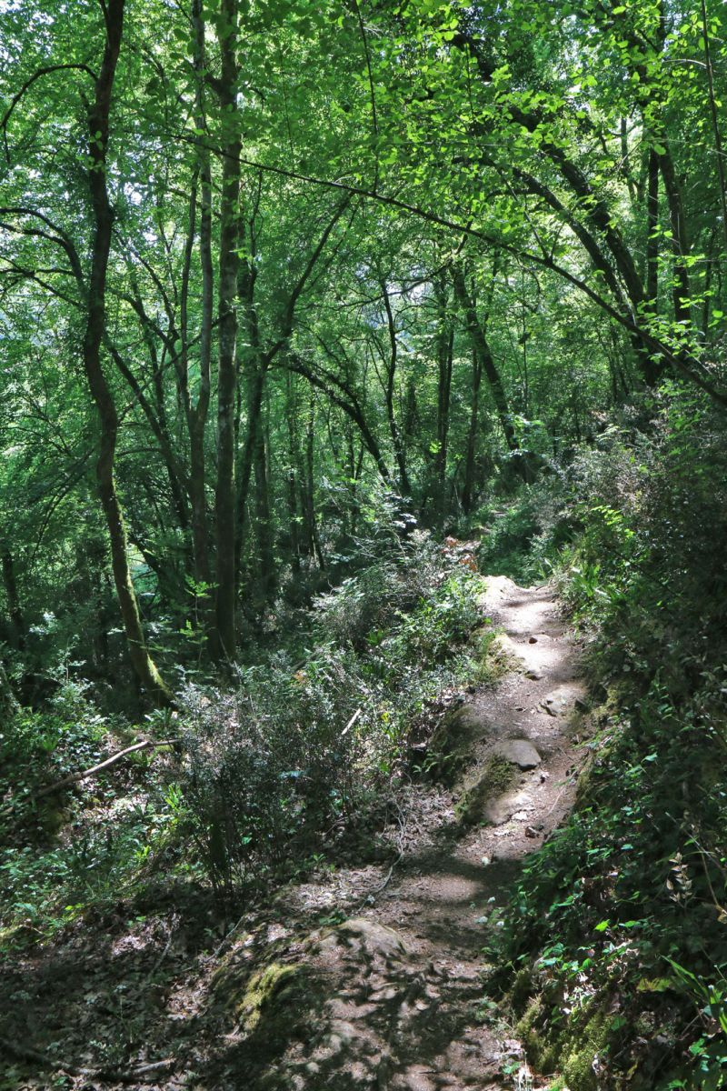 Ascent in the woods