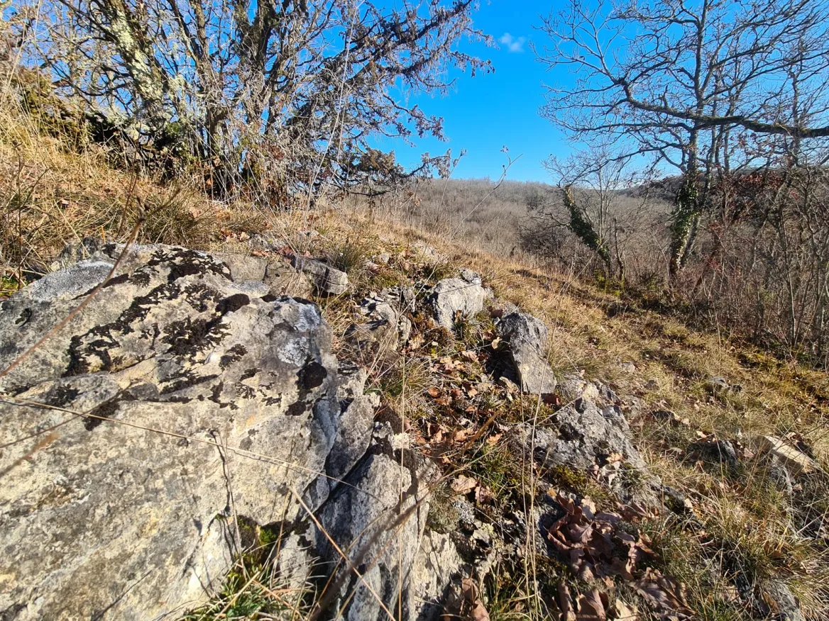 Causses vegetation