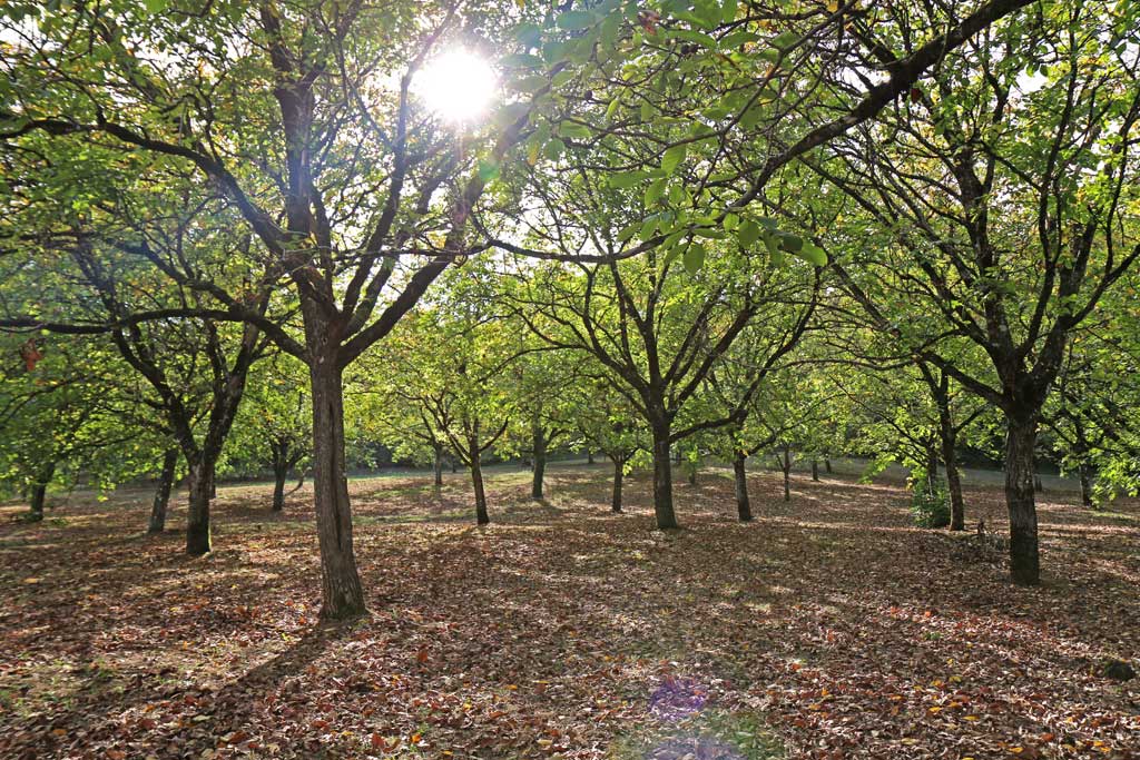 Walnut trees in Périgord - Photo credit © Guide du Périgord