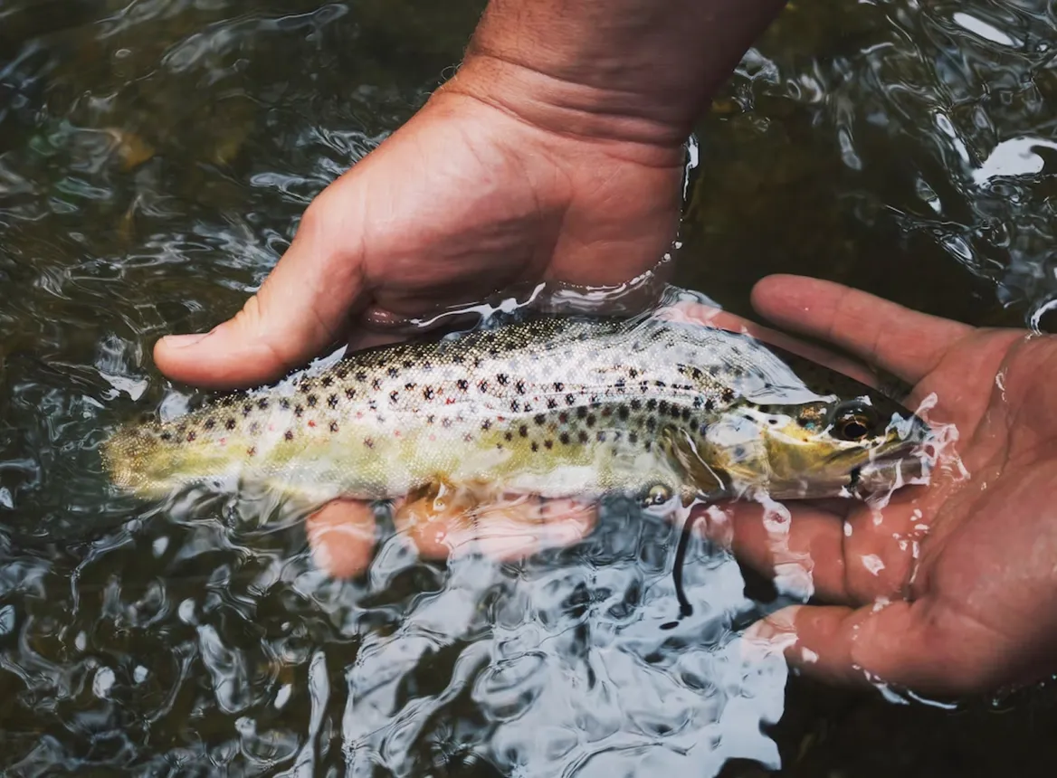 Fish