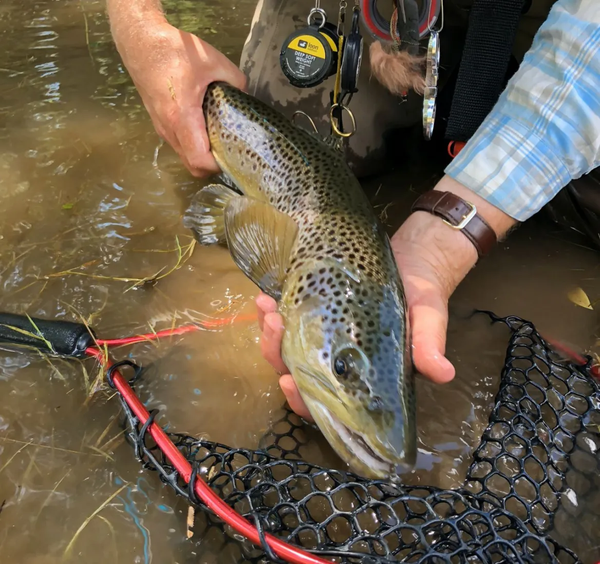 Fish