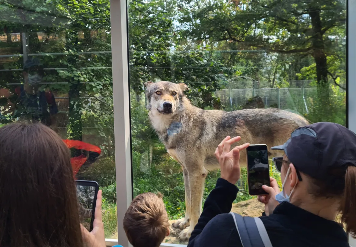 Loups au Thot