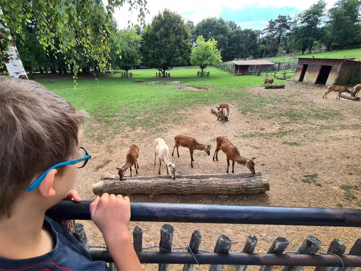 Cerf au Thot