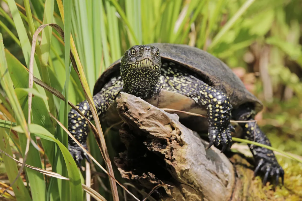 European Pond Terrapin
