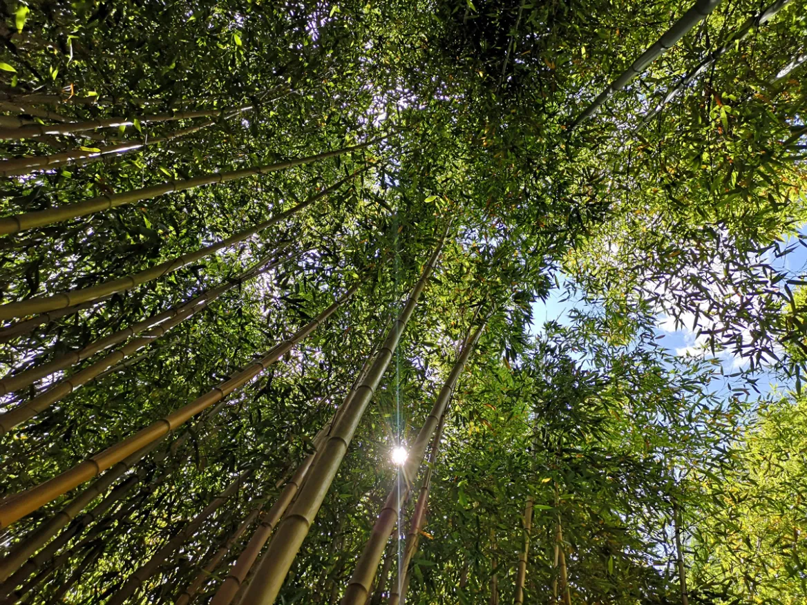 The Bamboos of Planbuisson - Guide du Périgord