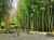 Les Bambous de Planbuisson - Guide du Périgord