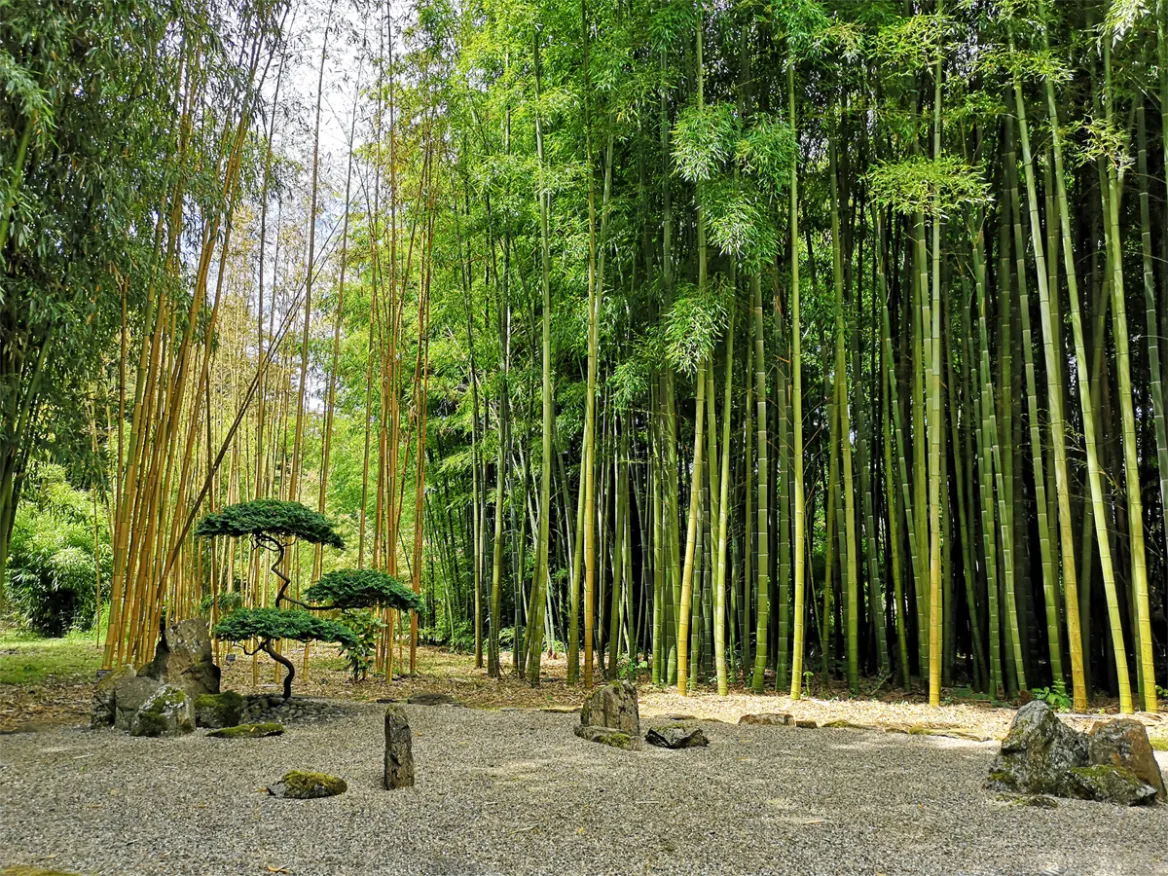 The Bamboos of Planbuisson - Guide du Périgord