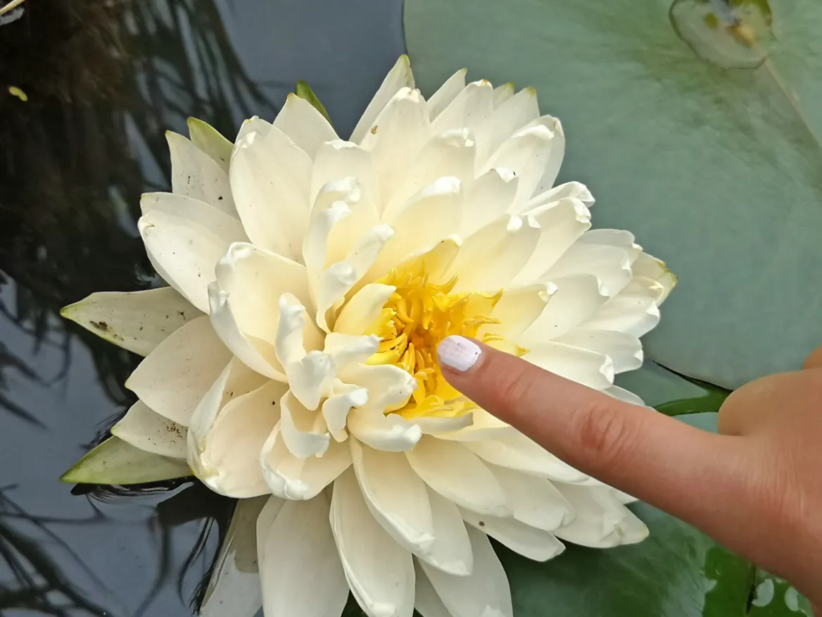 The Water Gardens of Carsac - Guide du Périgord