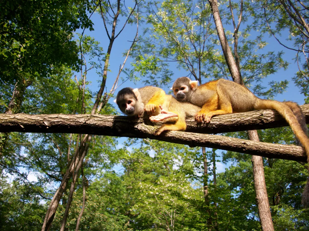Calviac Zoological Reserve