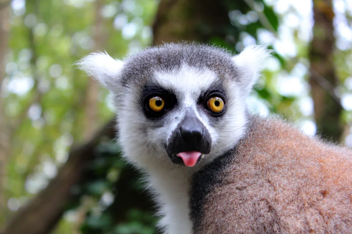 Calviac Zoological Reserve