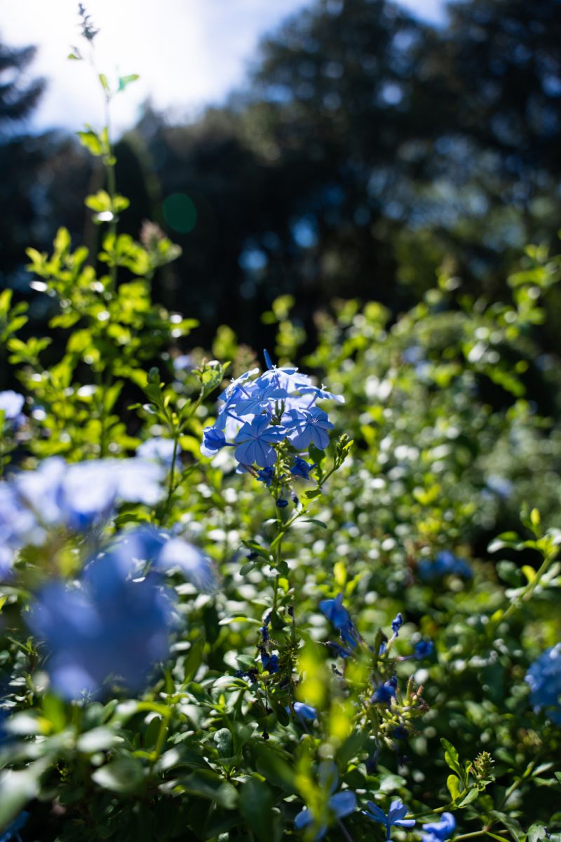 The Cadiot Gardens - Photo Les Coflocs