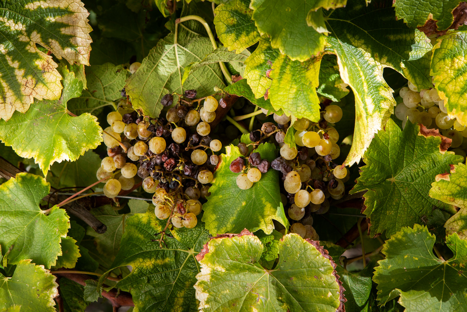 Le Château de Monbazillac