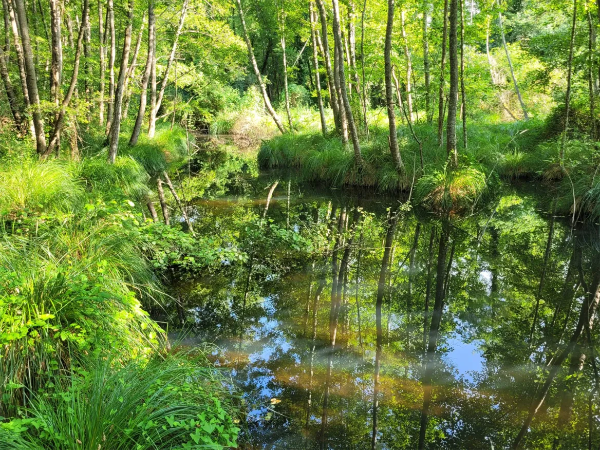 Swamp Trail