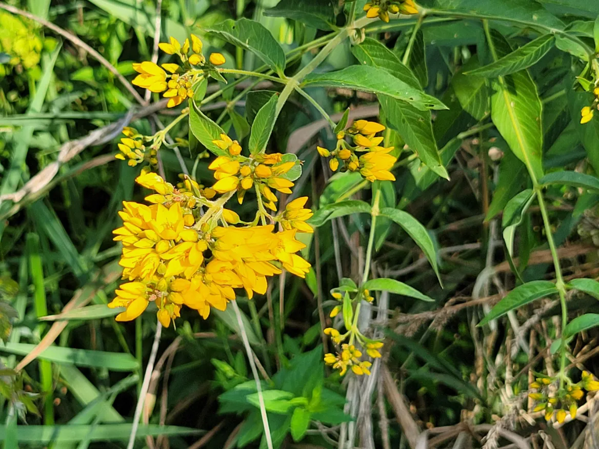 Swamp Trail