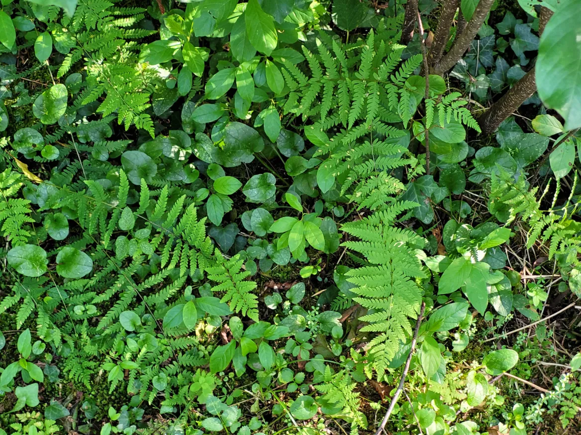Swamp Trail