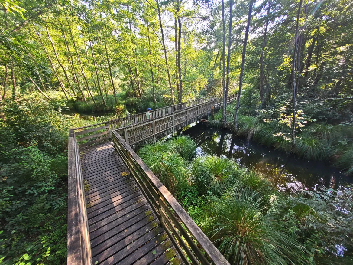 Swamp Trail