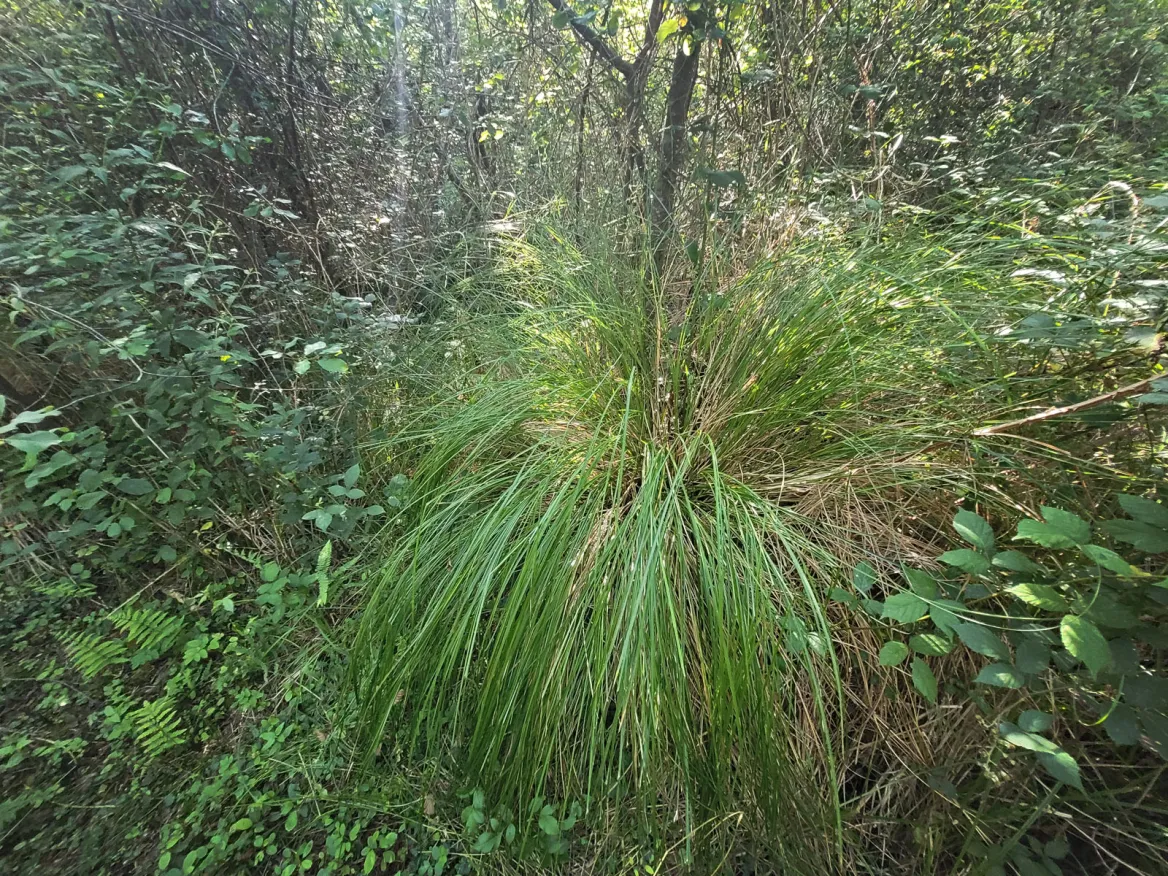 Swamp Trail