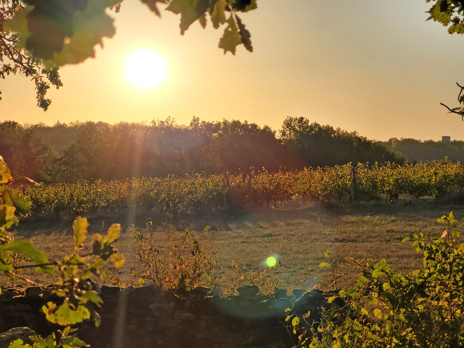 Vineyards from Tour de Moncalou