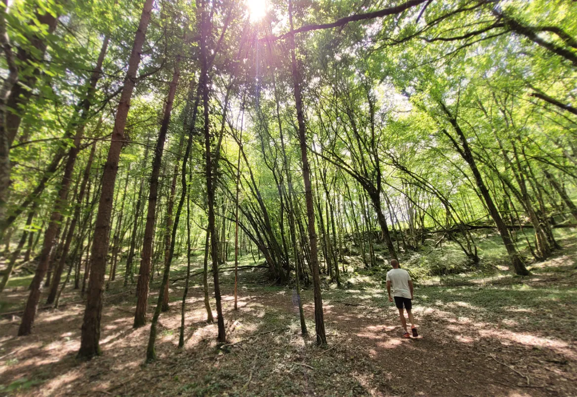 Le Sentier des Fontaines forêt de feuillus