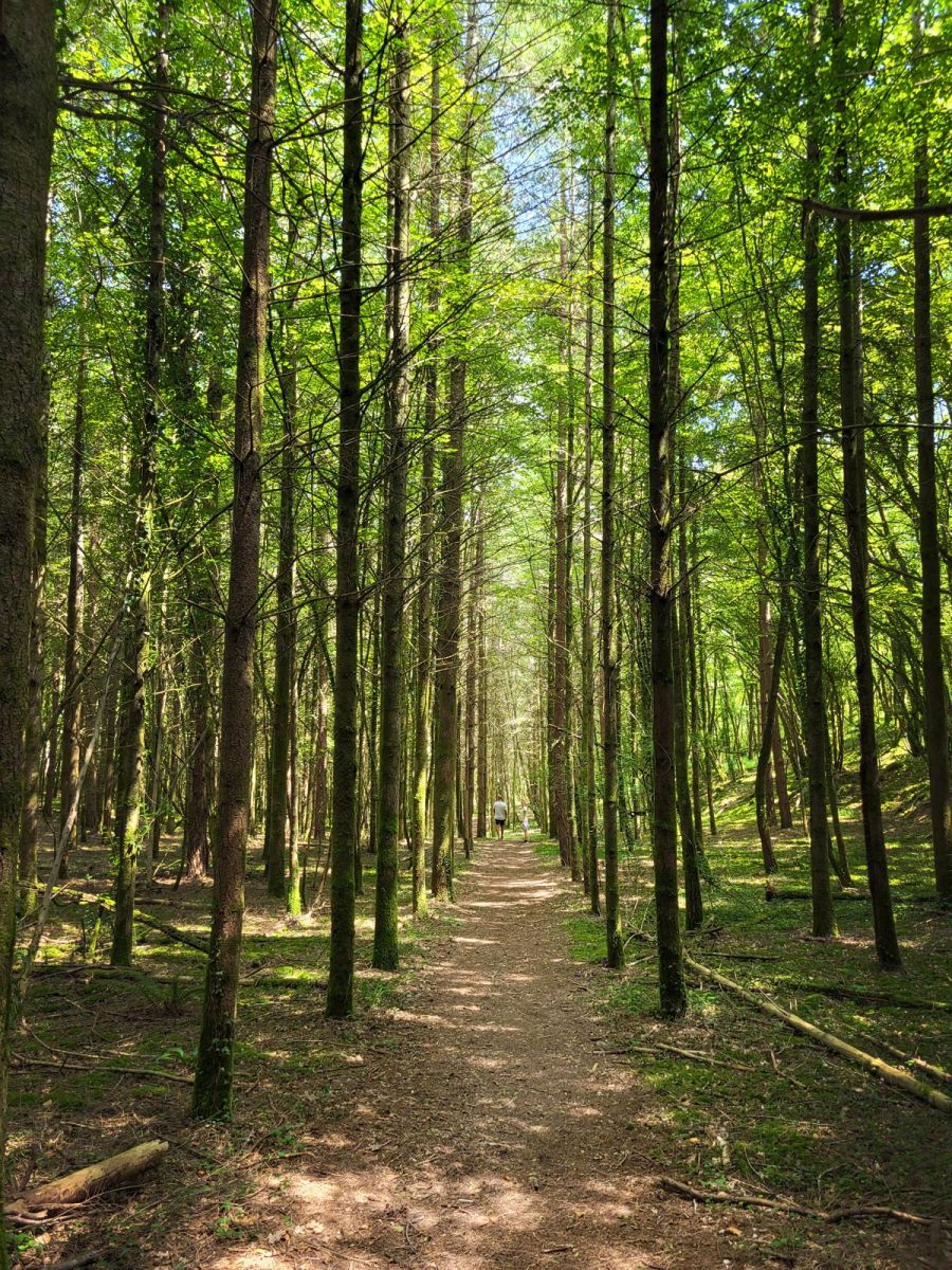 Le Sentier des Fontaines forêt