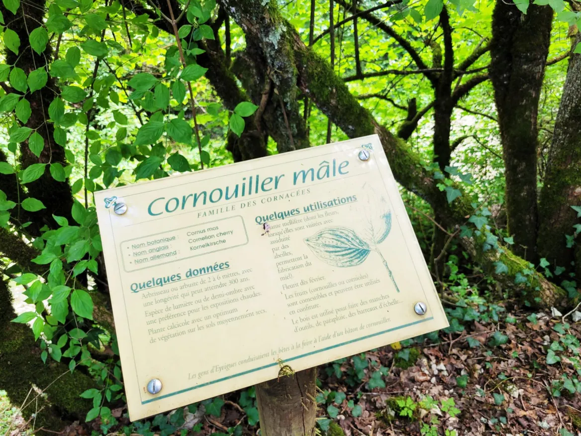 Le Sentier des Fontaines panneaux sur la flore