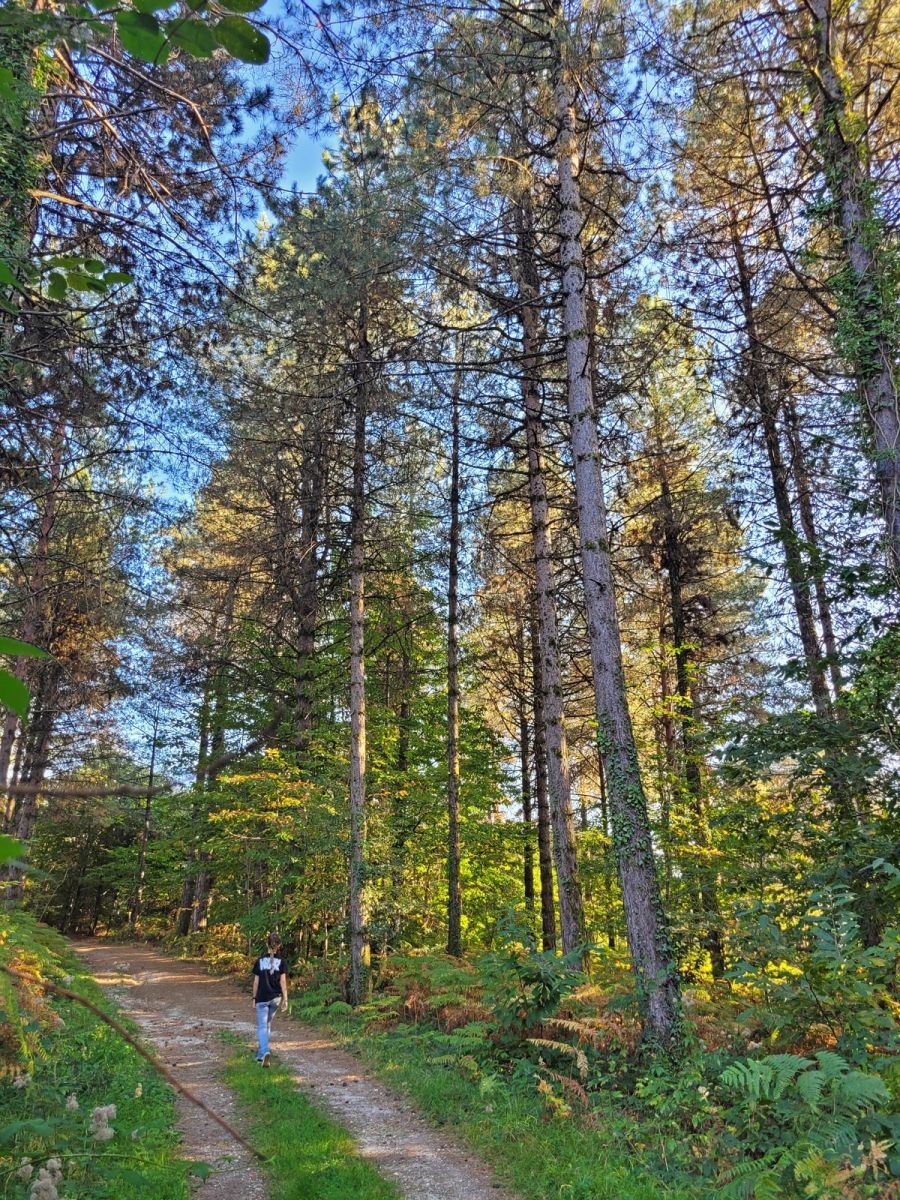 Clairvivre Forest