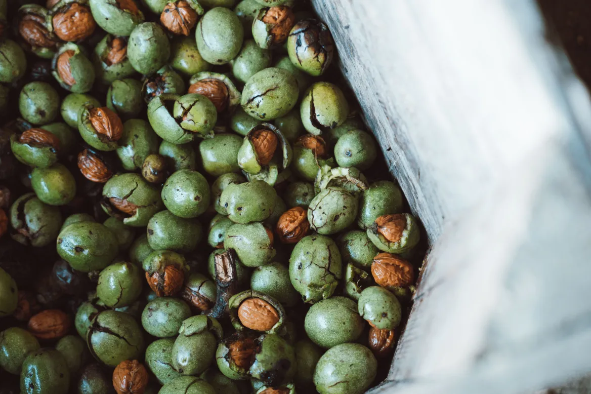 The Lander Walnut Groves