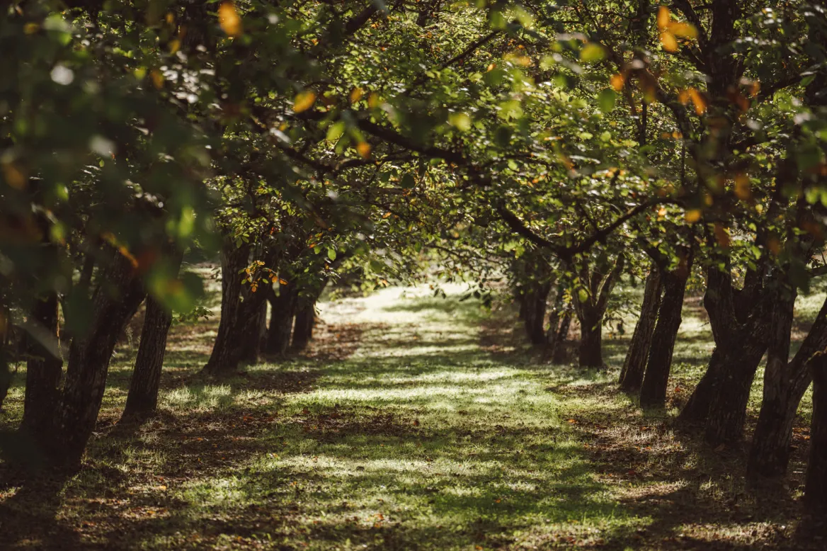 The Walnut Groves of Lander Orchard